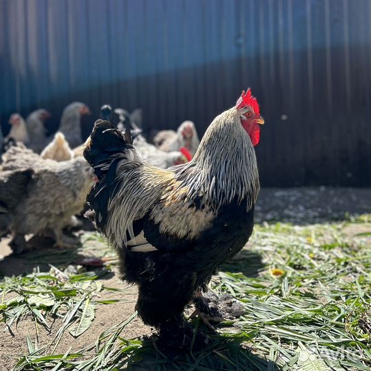 Петух лохмоногий