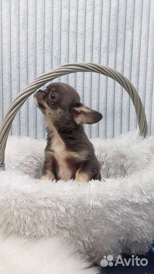 Чихуа мальчик голубо подпалый