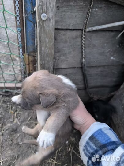 Щенки дворняшки