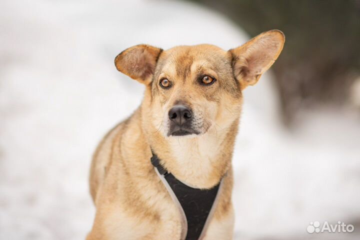 Байкал. 50см вхолке. Ищет дом