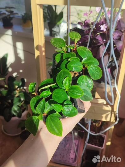 Традесканция, Пеперомия, Каллизия, Фиалка