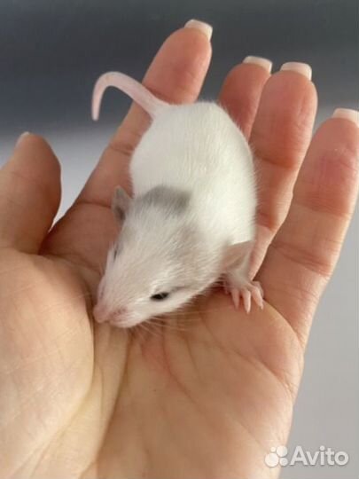 Крыса Дамбо