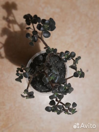 Хлорофитум