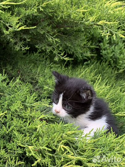 Котята в добрые руки бесплатно