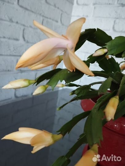 Декабрист шлюмбергера