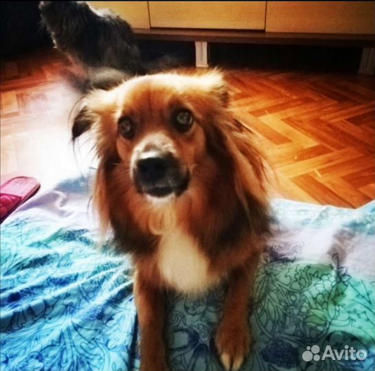 Передержка домашних животных/зоогостиница