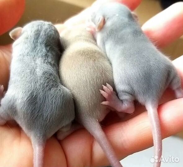 Крысята Дамбо длинношерстные,сфинкс,стандарт