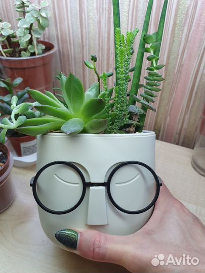 Садик из суккулентов в интерьер