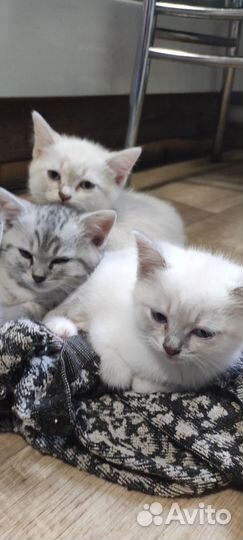 Котята в добрые руки
