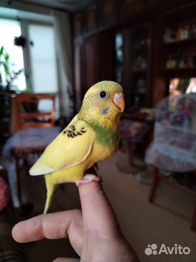 Волнистый попугаи редких окрасов