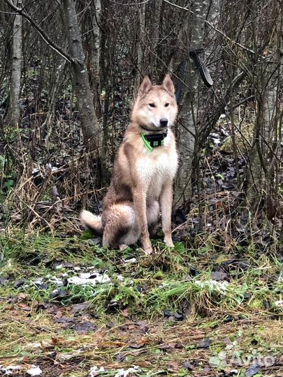 Щенки западно сибирской лайки