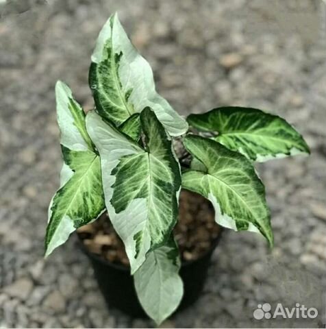 Сингониум Magic Marble