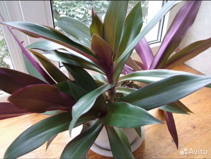 Комнатные цветы Рео