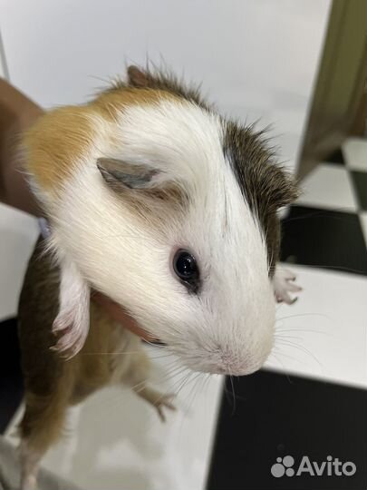 Морская свинка бесплатно