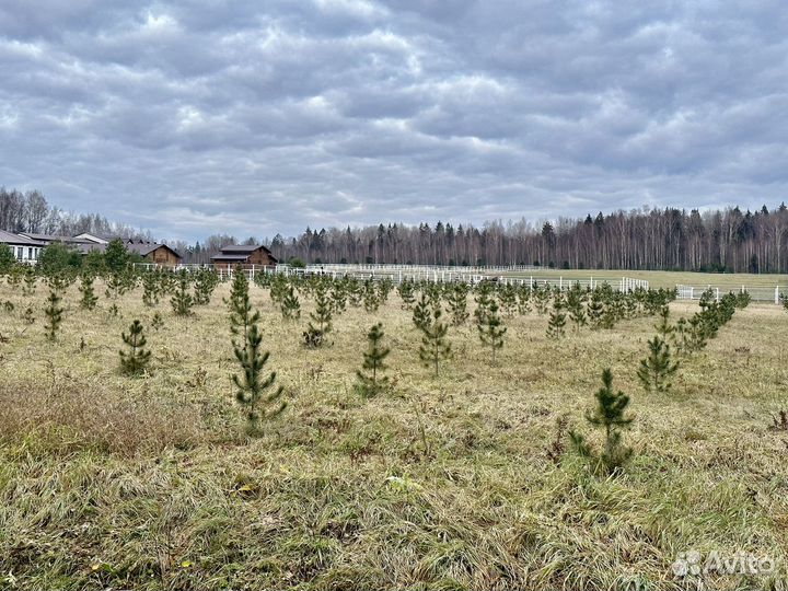 Саженцы сибирского кедра