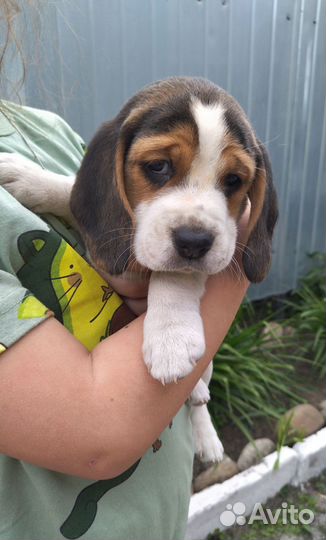 Щенки бигль