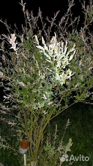 Ива хакуро нишики