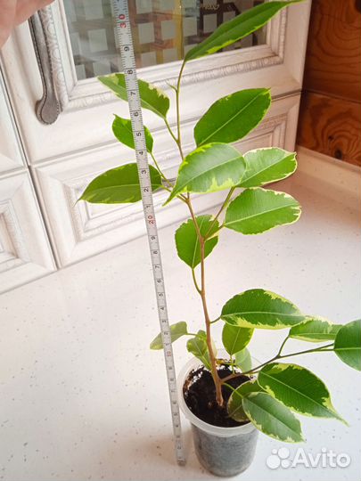 Фикус бенджамина пестролистный