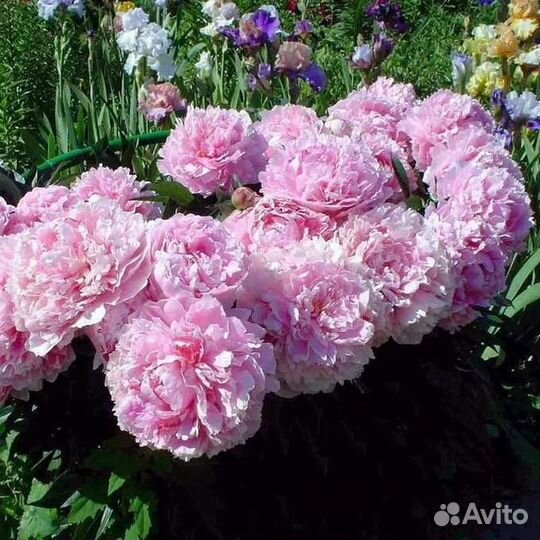 Пион Сара Бернар