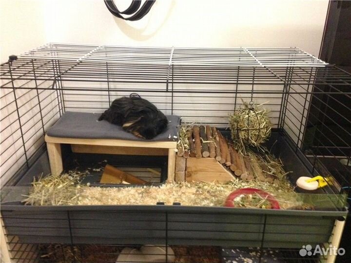 Передержка домашних животных. Зоогостинница