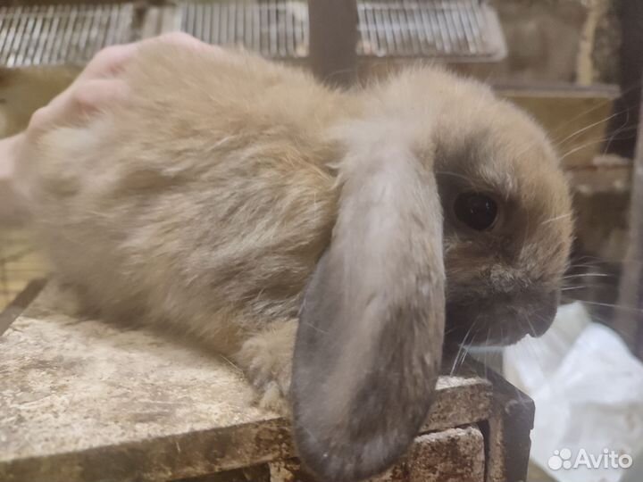 Кролик