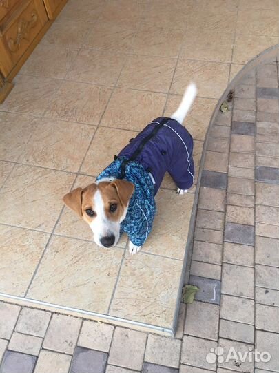 Джек Рассел терьер