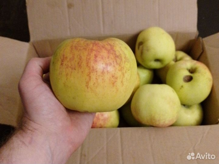 Яблоки домашние на сок и хранение