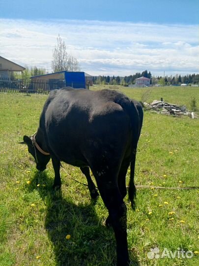 Корова нетель, коза и козел