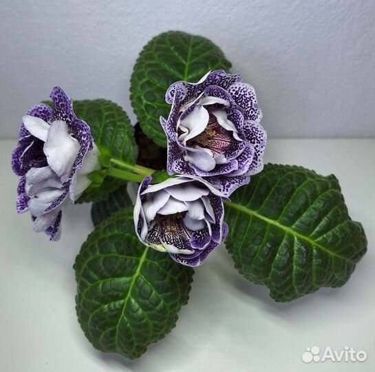 Цветущая глоксиния