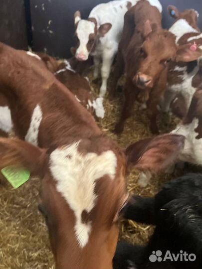 Крепкие телята бычки с доставкой