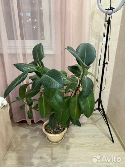 Домашние растения фикус