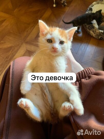 Котята 1-2 мес ищут дом