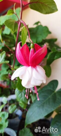 Фуксии в ассортименте