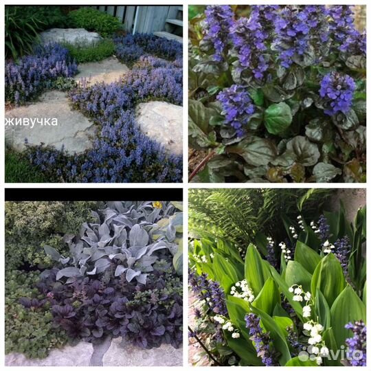 Почвопокровные растения