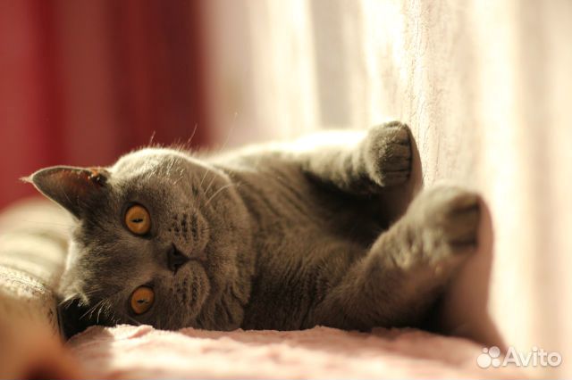 Британские котята с прекрасной родословной.Подарки