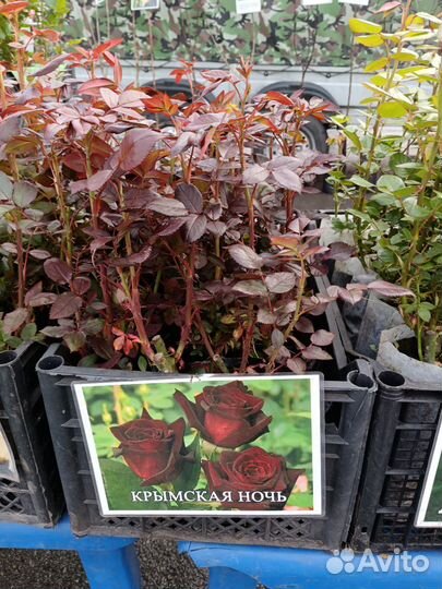 Кустовые розы