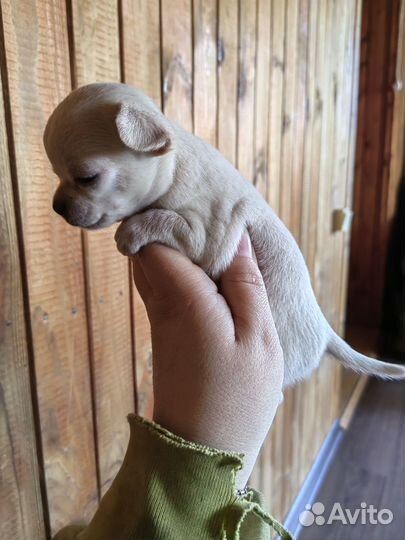 Девчуля чихуахуа