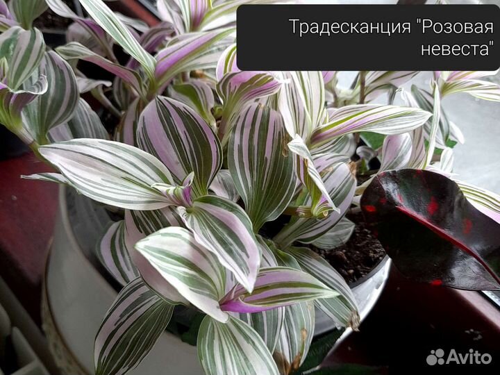 Красивые домашние цветы