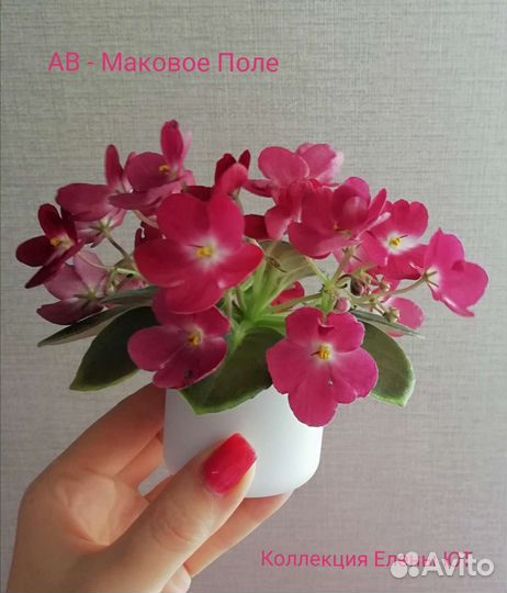 Сортовые фиалки мини