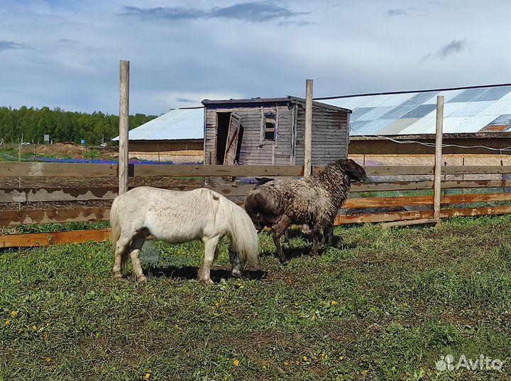 Баран и овцы