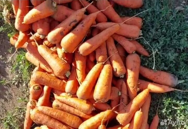 Морковь оптом урожай 2023