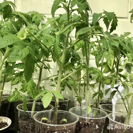 Рассада помидоров томатов, перцев, баклажан