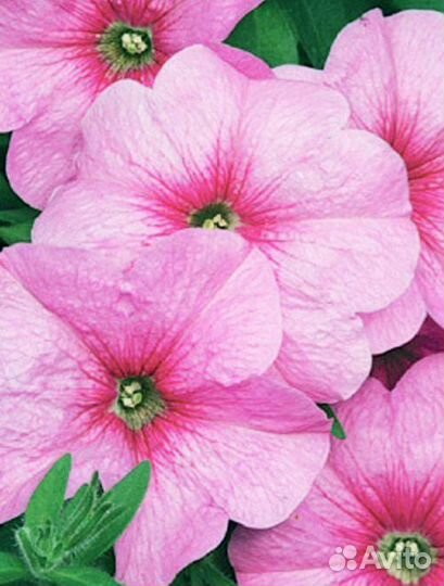 Рассада петунии