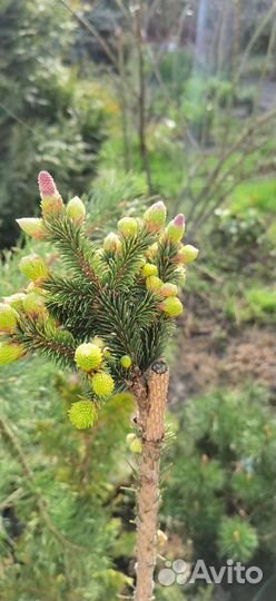 Ели, сосны, лиственницы,туи, можжевельники и т.д