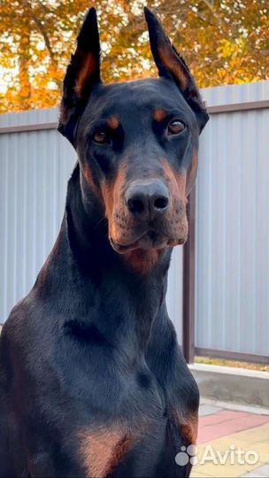 Вязка Доберман