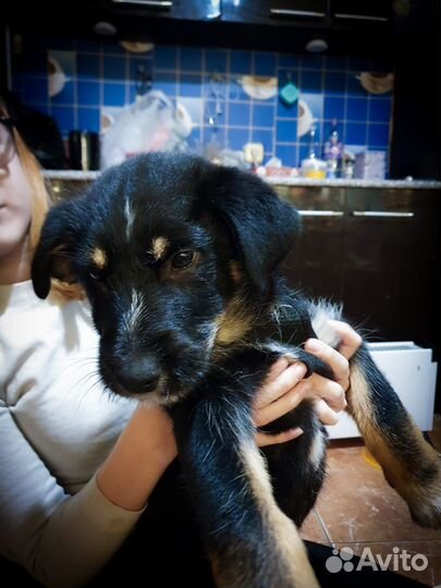 Щенки дворяне в добрые и заботливые руки