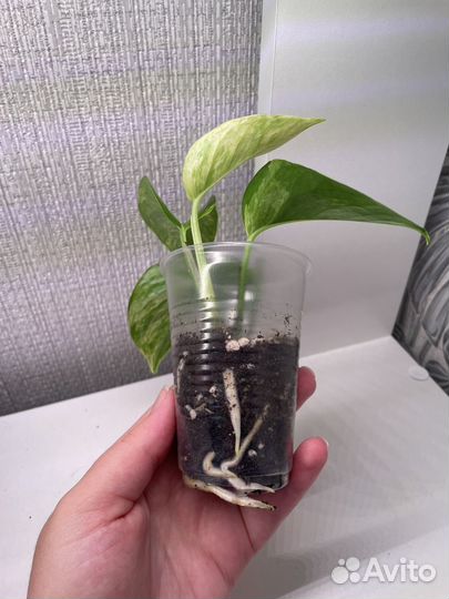 Эпипремнум марбл квин