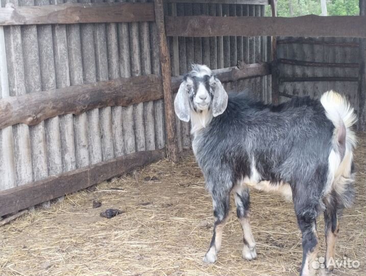 Нубийский козел на вязку