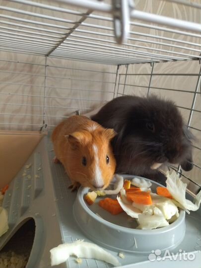 Морская свинка