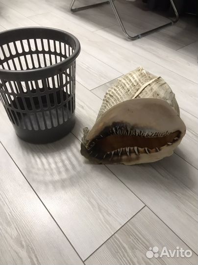 Большая морская раковина